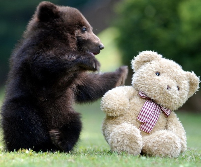 فيديو دبة صغيرة تستمتع بالاستحمام .. غاية في اللطف